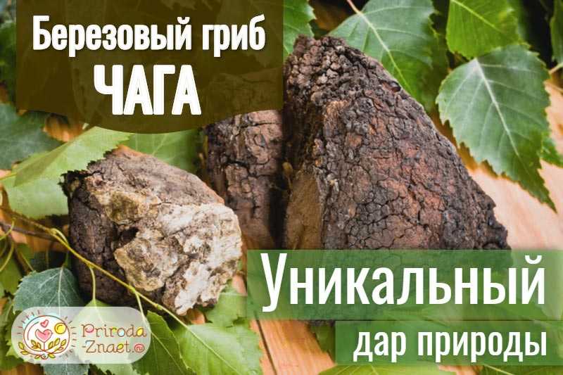 Секреты березовой чаги: чем полезна, как ее правильно заваривать и пить