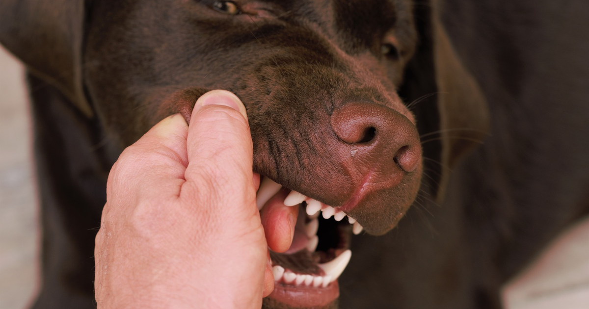 К чему снится укус собаки 🐕 — топ 50 толкований сна 👍 по сонникам: что означает для мужчины или женщины увидеть, как пес укусил за палец на руке или ноге без крови