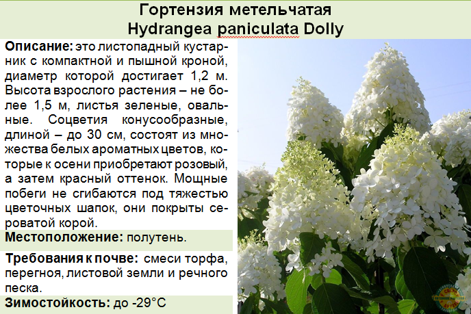 Лучшие сорта гортензии метельчатой: топ-30 разновидностей
