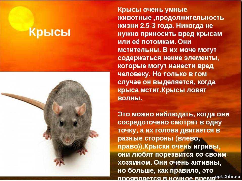 К чему снится много живых крыс