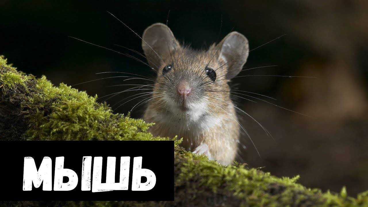 К чему снится, что укусила мышь?