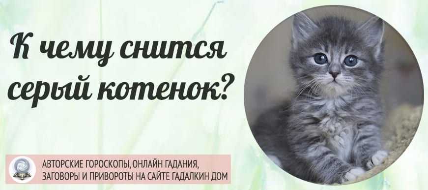 К чему снятся коты во сне женщине | сонник fortunamag