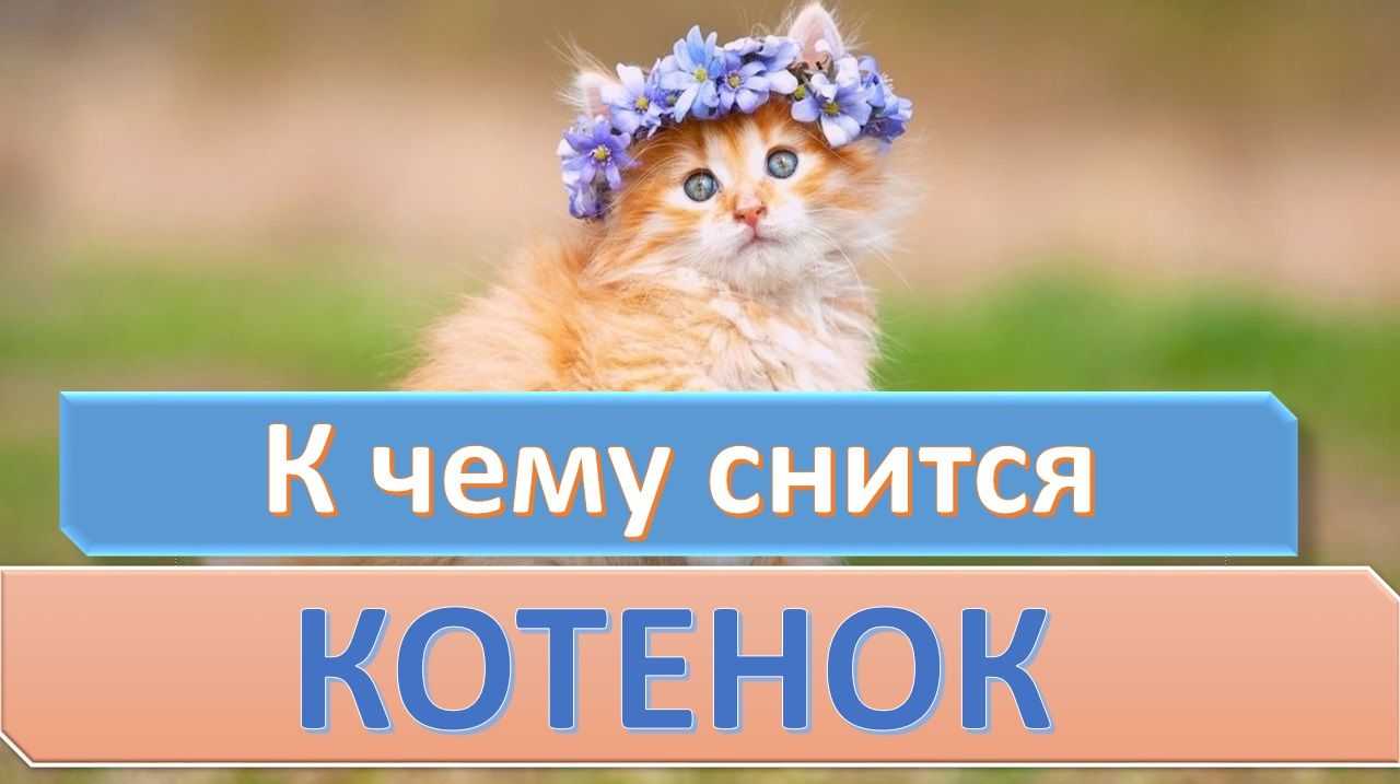 К чему снится трехцветная кошка: толкование по соннику