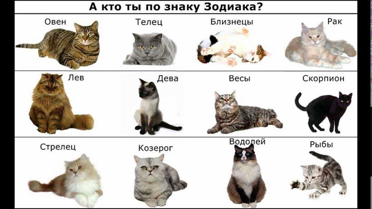 Сонник кошки к чему снится во сне? видеть кошек что означает?