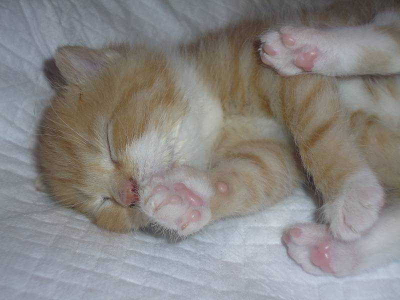 Хрипы у кошек.