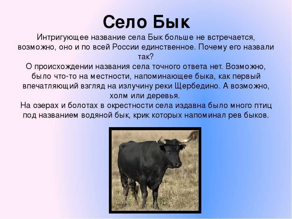 К чему снится корова во сне женщине?