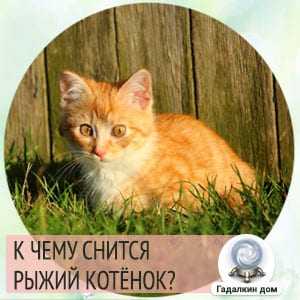 К чему снится котенок - значение сна котенок по соннику