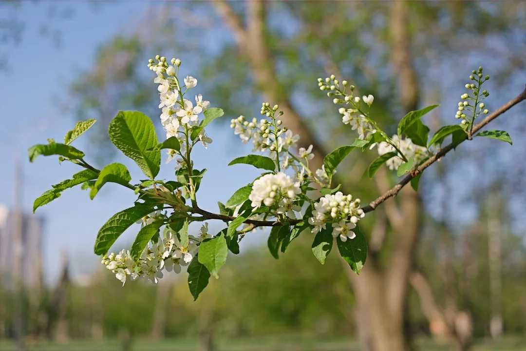 Сонник черемуха | гороскопы 365