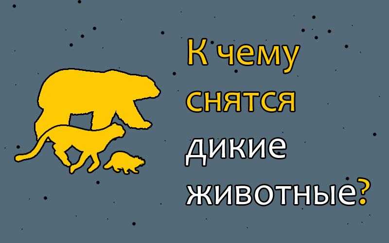Сонник животные к чему снится во сне? видеть животных что означает?