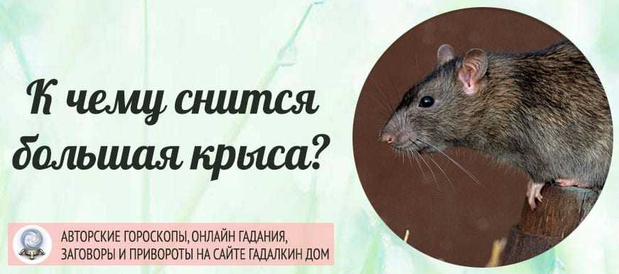 К чему снятся крысы: женщине, мужчине, снится много крыс, убитая, черная