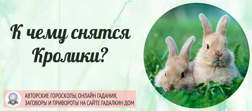К чему снится заяц - значение сна заяц по соннику