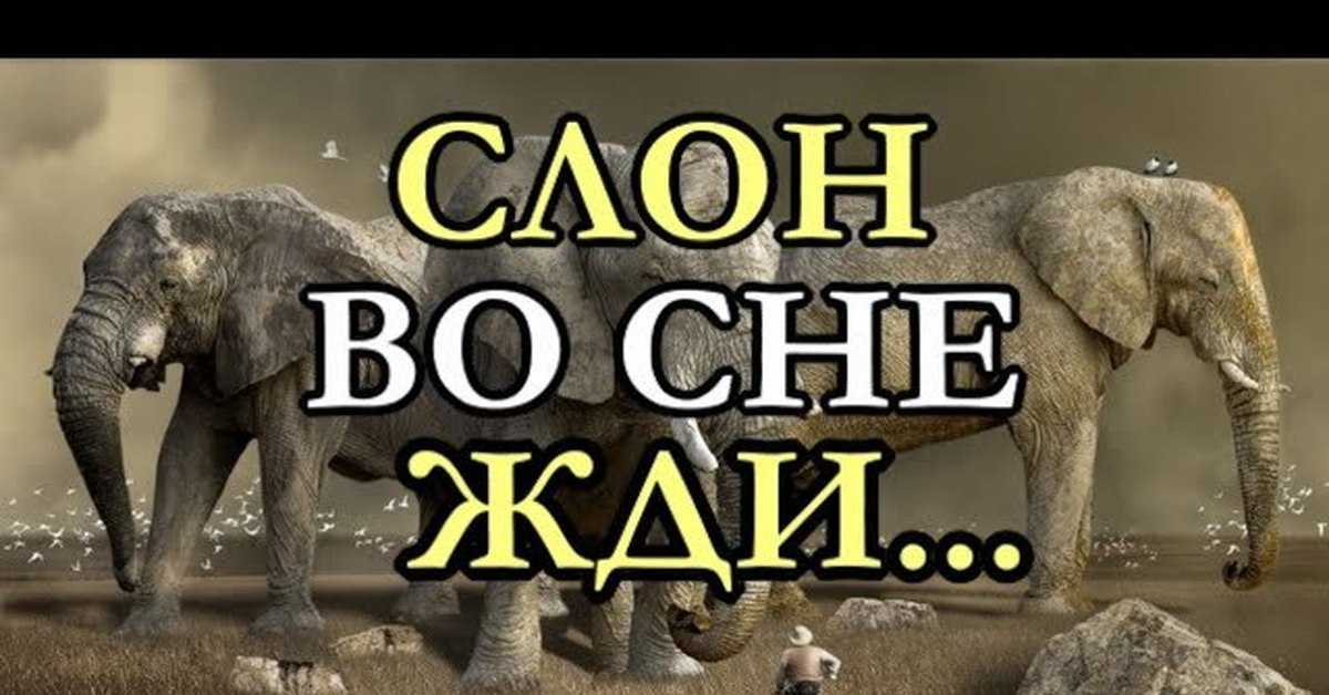 К чему снится слон: маленький, большой, розовый, белый, черный, мертвый, в воде, много, статуэтка