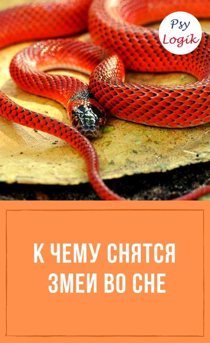 Видеть во сне змею 🐍 мужчине - топ 44 толкований ❗ по сонникам: к чему снится черный или желтый большой ползающий рядом удав, который нападает и кусает, парню
