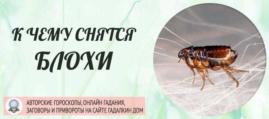 Сонник вши
