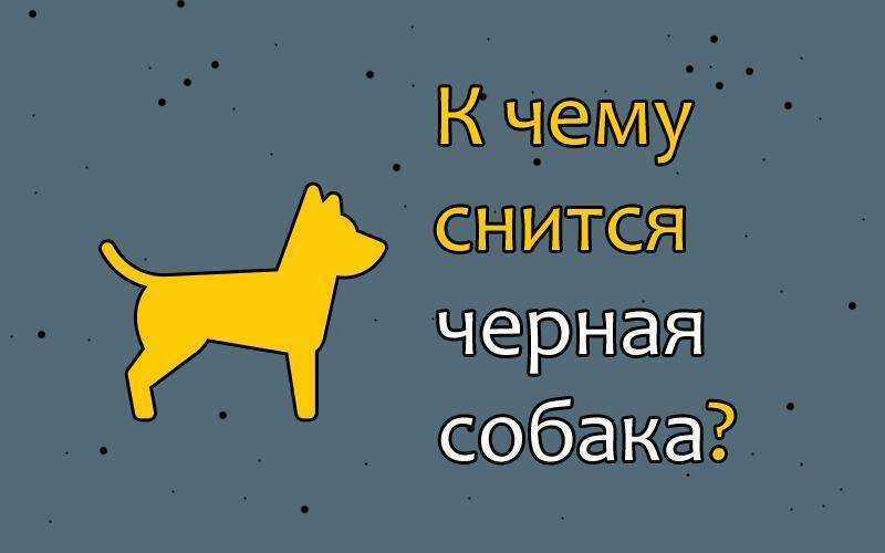 Собака в наших снах – толкование сновидений с собакой