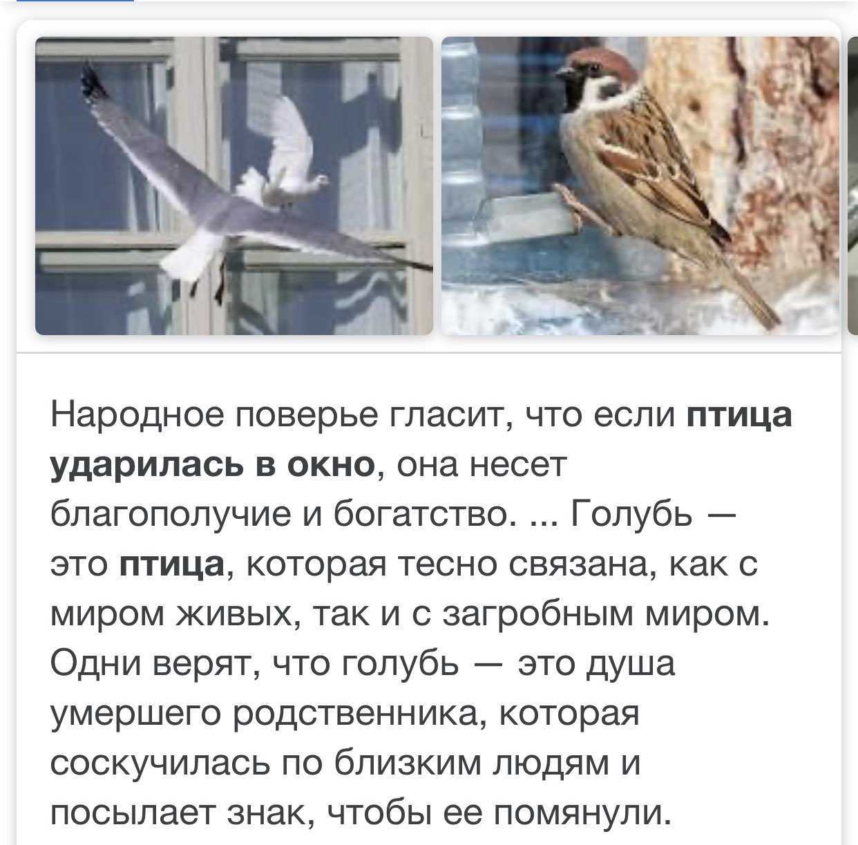 К чему снится аист: что нам говорят сонники миллера, ванги, лоффа и другие. толкование снов об аисте на крыше или в небе - автор екатерина данилова - журнал женское мнение