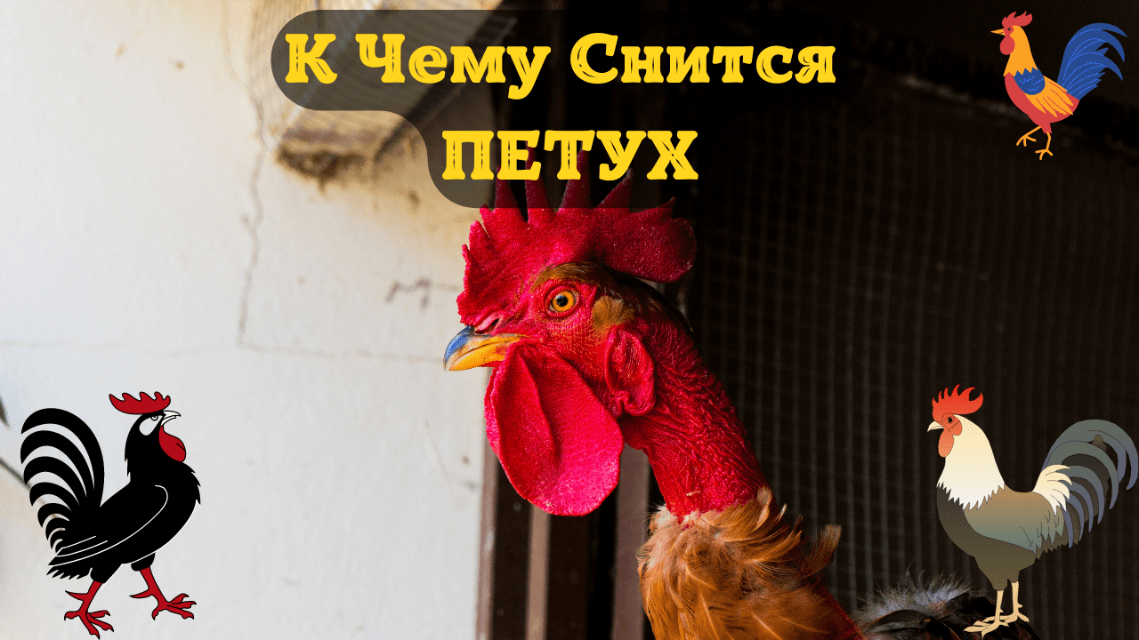 Сонник петух к чему снится во сне? видеть петуха что означает?