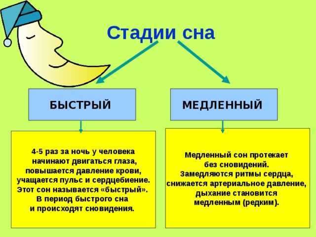 Фазы и стадии сна человека: быстрый, медленный, глубокий, их продолжительность, отличия, характеристика