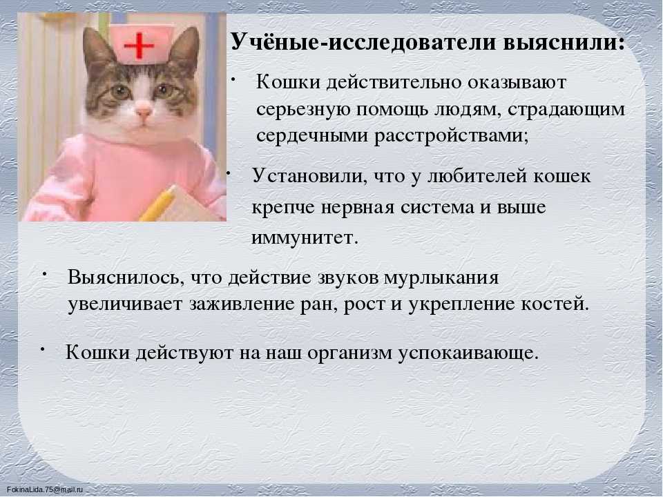 Почему кошки мурлыкают: как они это делают, когда засыпают