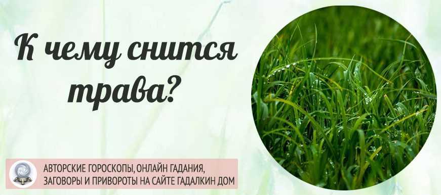 Сон, в котором фигурирует зелёная трава, имеет огромное множество противоречивых трактовок К чему снится зеленая трава