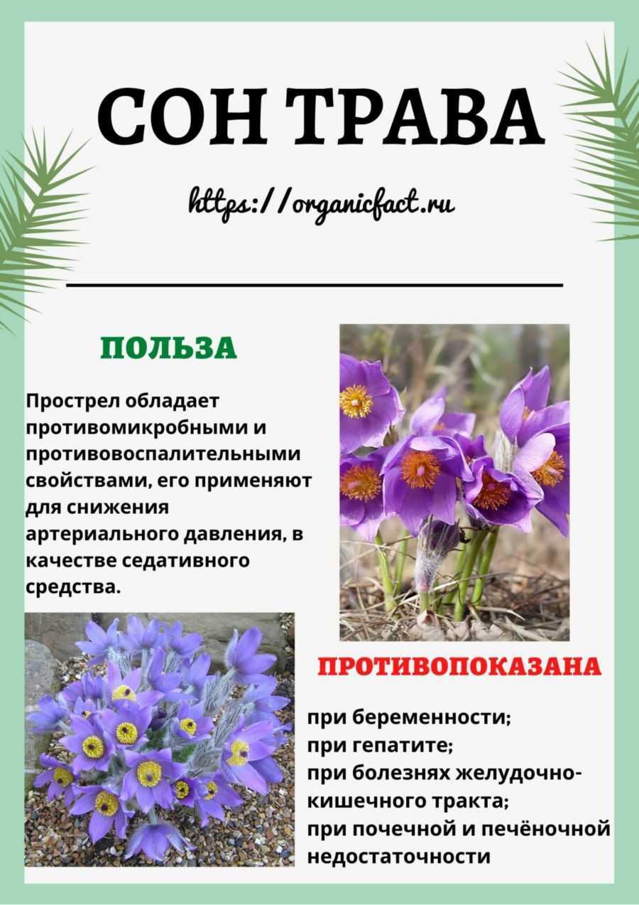 Весенние первоцветы. какие цветы распускаются в марте и апреле, фото и описание