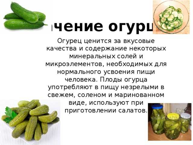Свежие огурцы