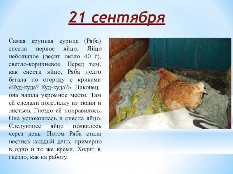 Сонник видеть во сне куриные ножки