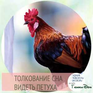 К чему снится петух: толкования снов с белой, красной и чёрной птицей, значение для девушек, женщин и мужчин