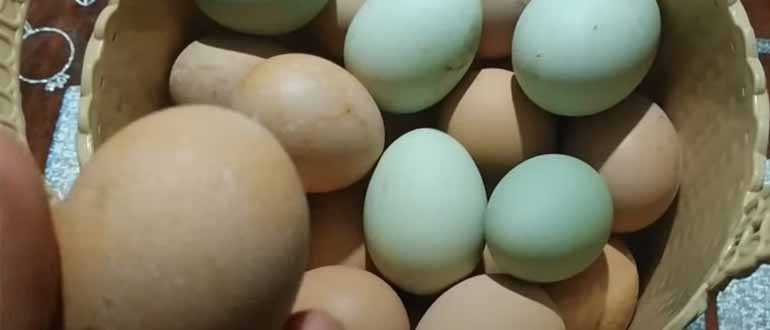 К чему снятся куриные яйца -