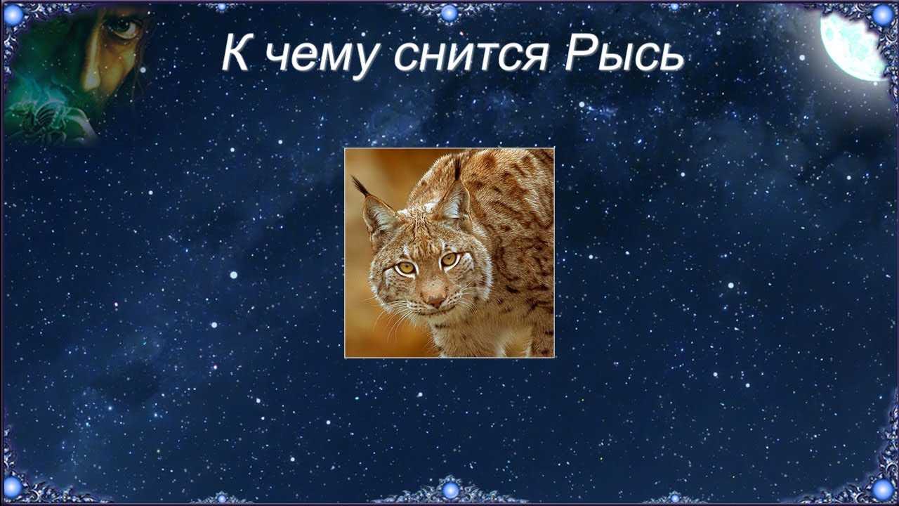 Сон дикие животные. к чему снится дикий зверь. сон дикие звери. к чему могут сниться нападающие дикие звери?