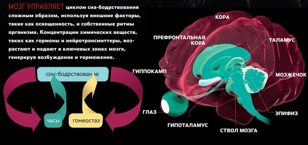 Собака в наших снах – толкование сновидений с собакой