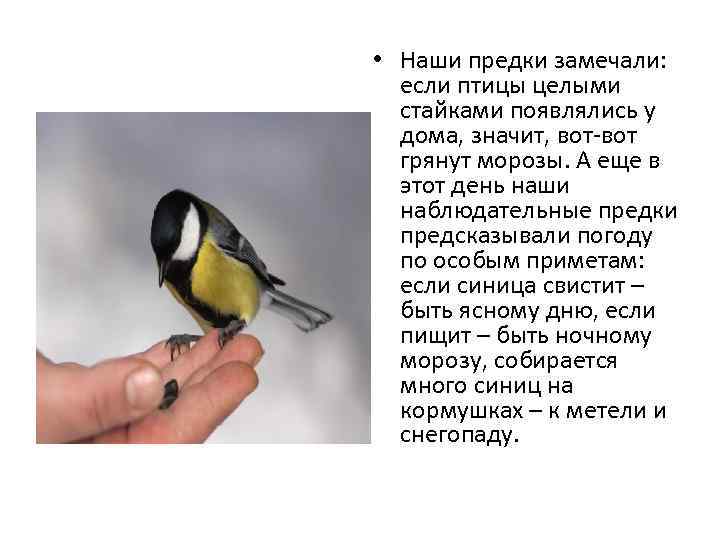 К чему снится птица залетевшая в дом