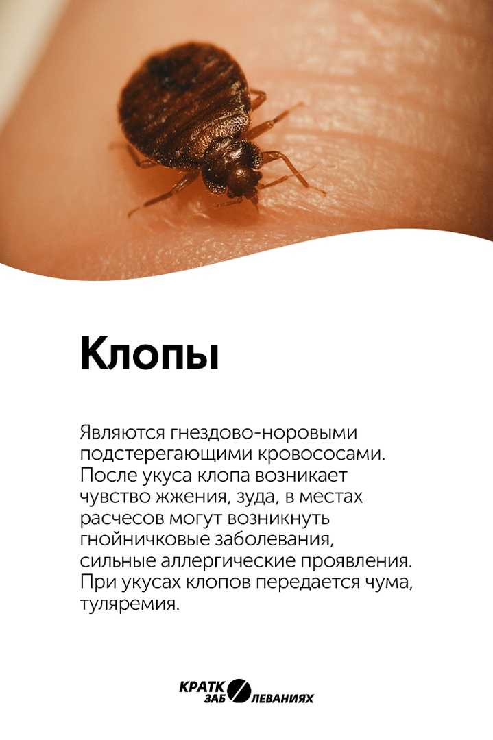 Могут ли блохи от собаки перейти на человека