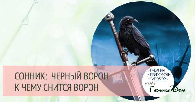 Сонник: чёрный ворон, к чему снится ворона, мнения сонников