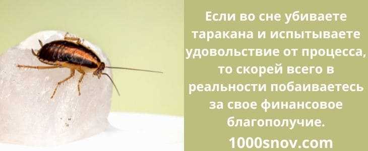 К чему снятся тараканы мужчине: что это значит, в квартире, на теле, маленькие, большие, летающие
