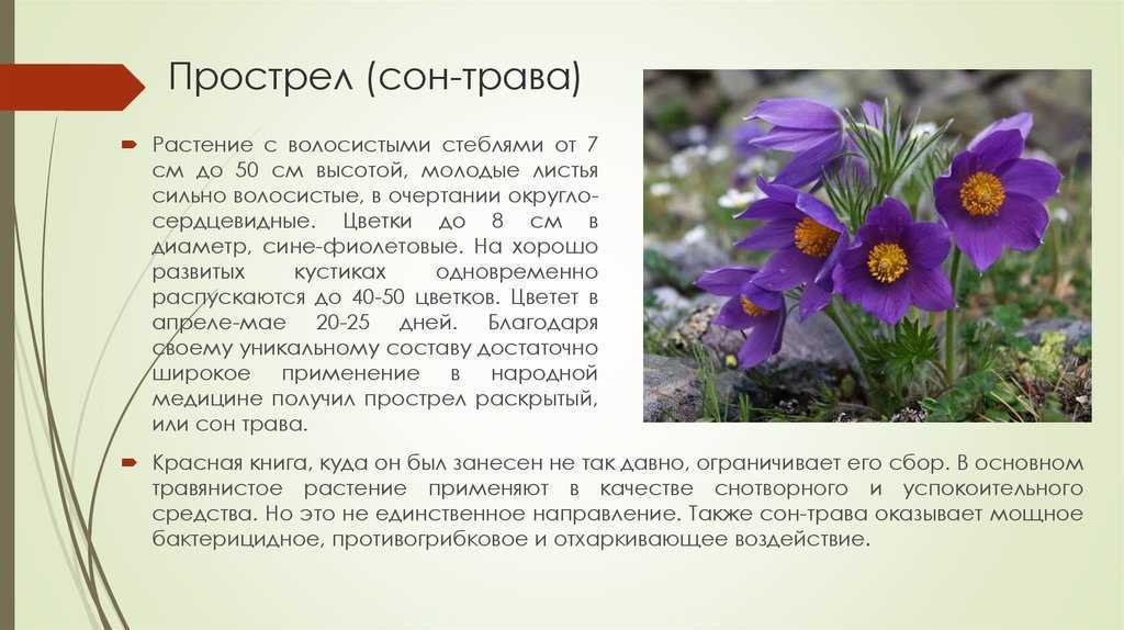 Сон-трава: целительная сила