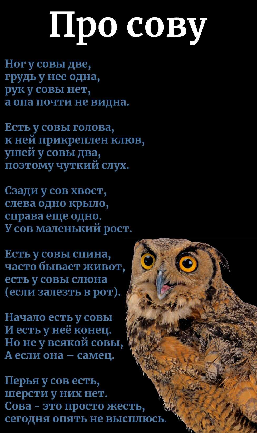 К чему снится белая сова: большая, с совятами, много, мертвая, полярная, в лесу, доме, руках, клетке, на дереве, нападает, кричит, кормить