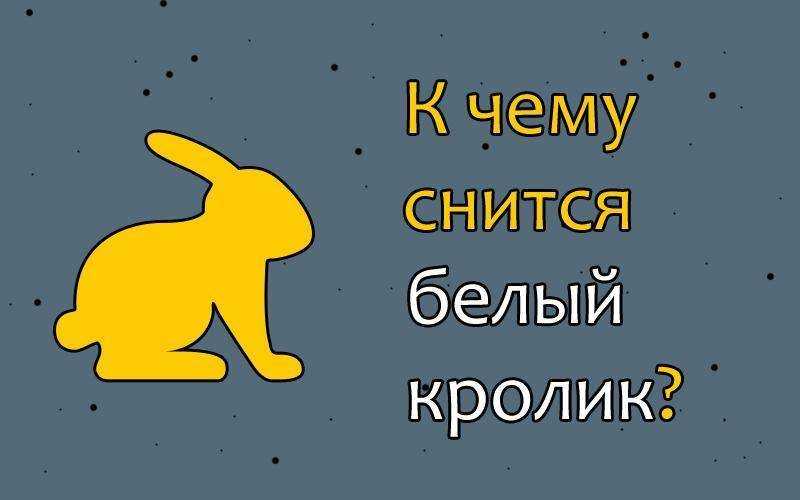 Главная » Сонник » Животные » К чему снится белый кролик женщине, девушке, беременной, мужчине толкование по разным сонникам