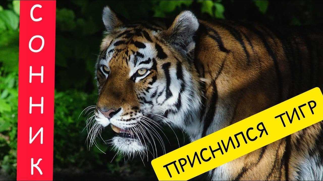 К чему снится тигр: толкование по сонникам, что предвещает женщине и мужчине