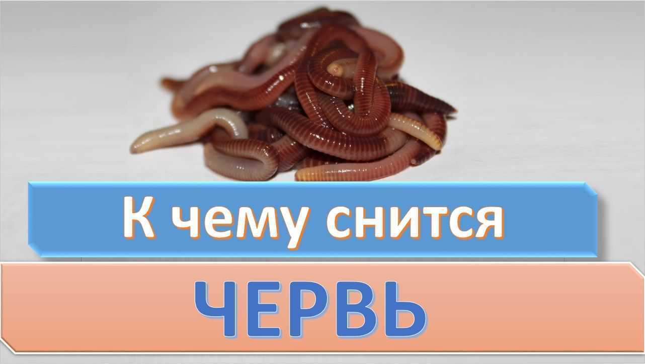 Глисты