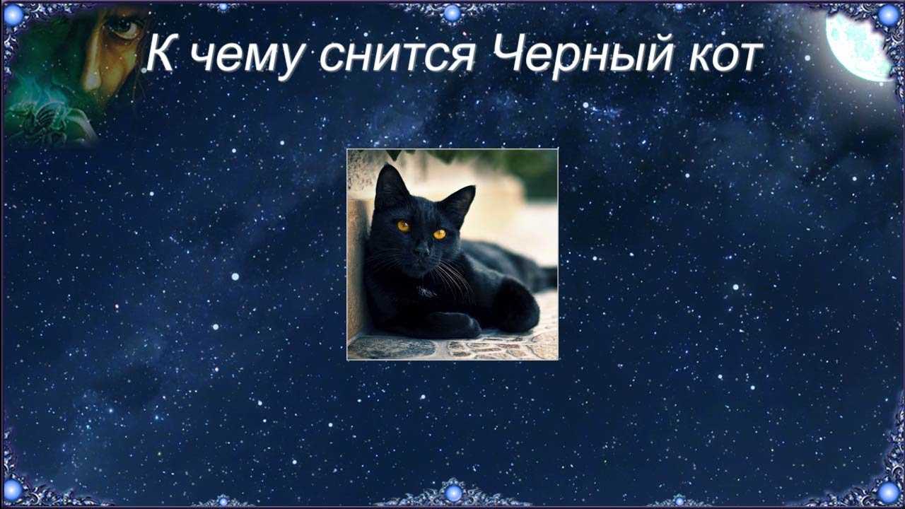 К чему женщине снятся кошки и очень много кошек и котов