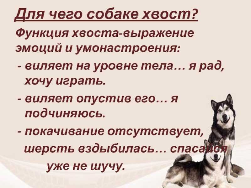 Во сне играть с собакой - что это значит? сонник: щенок, собака играет с хозяином, собака виляет хвостом, милые собаки