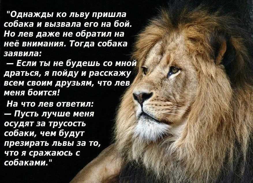 К чему снятся львы и тигры женщине на сайте сонник гуру