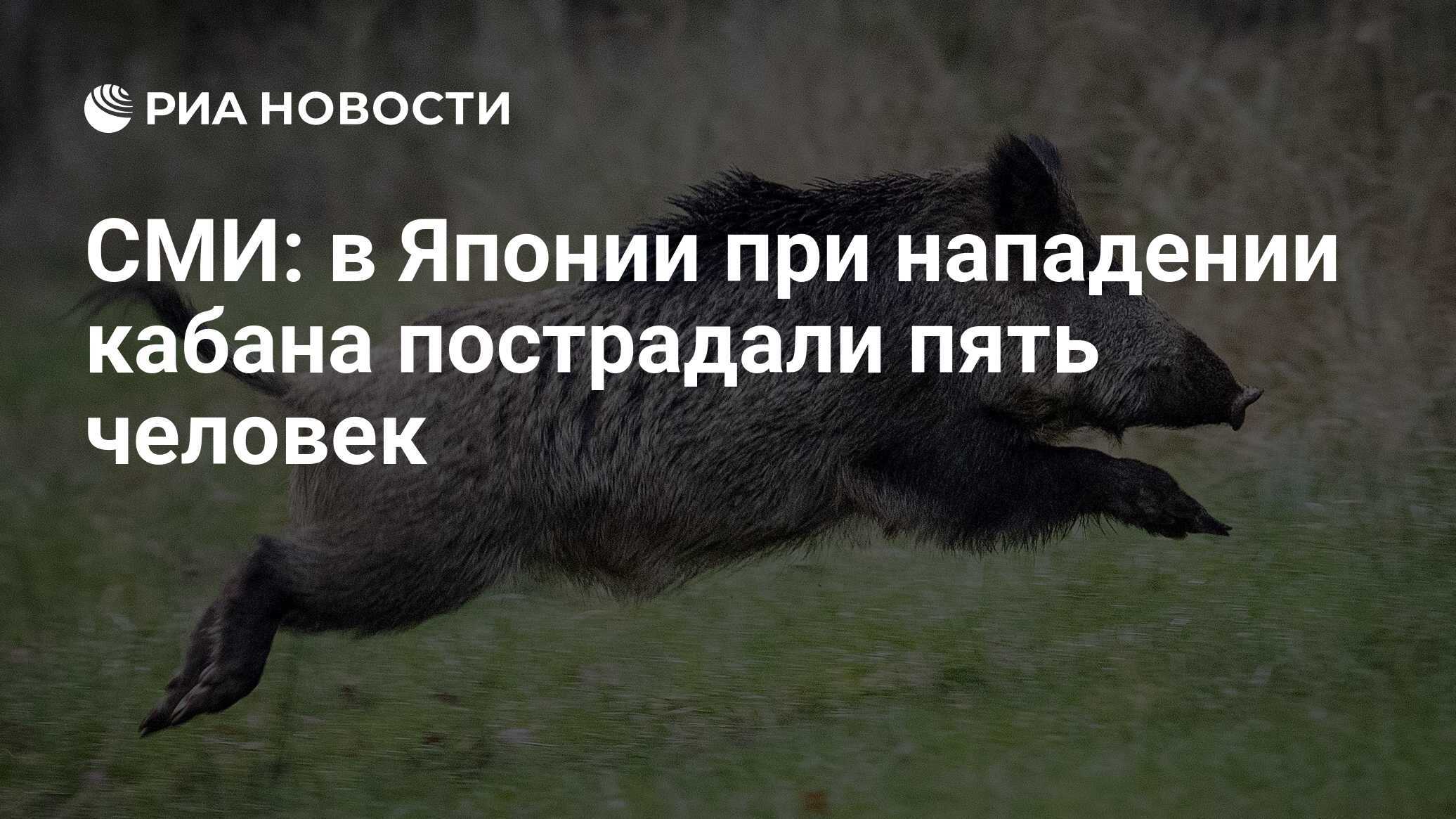 Приснился кабан