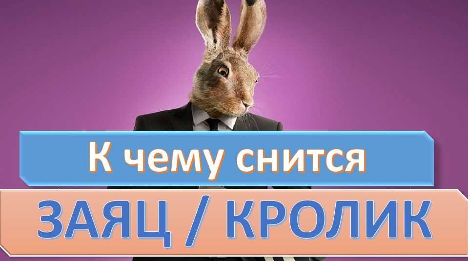 Толкование сна про кроликов: к чему они снятся