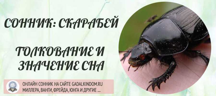 К чему снятся чёрные жуки: видеть во сне много больших и маленьких, ловить или давить