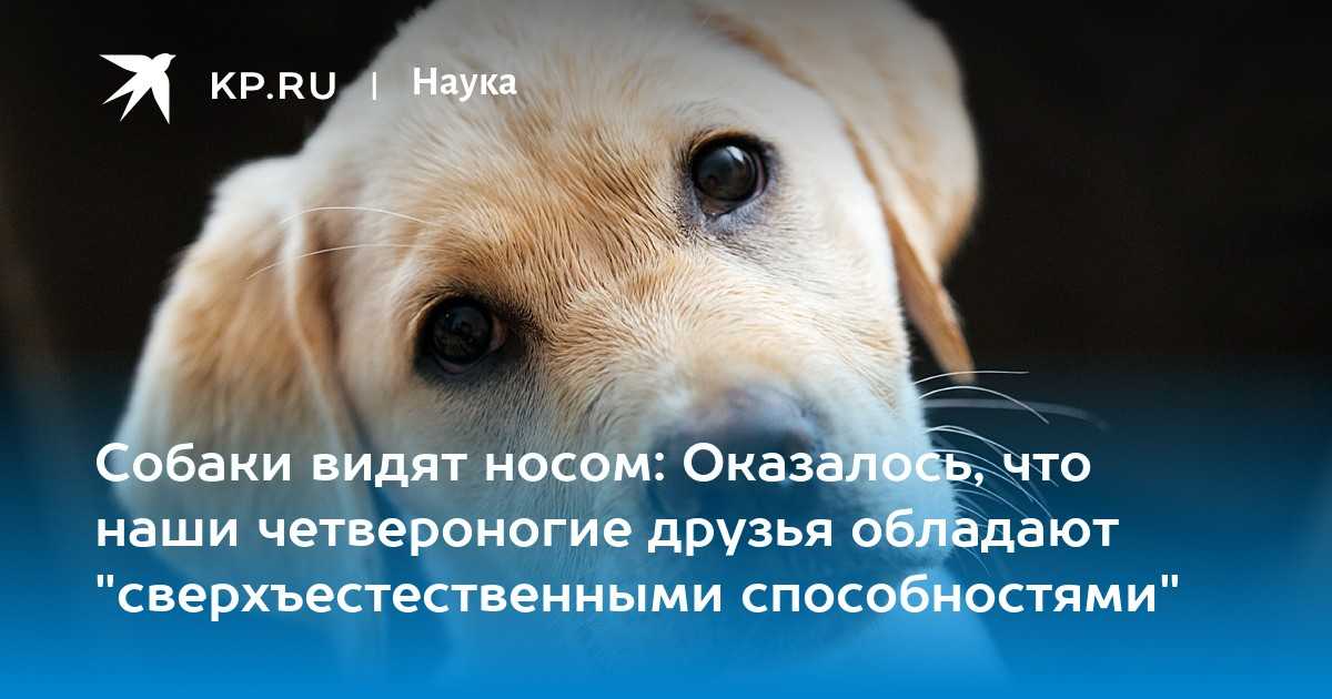 К чему снится злая собака 🐺 — подробные толкования сна по 40 сонникам 📚: что означает для мужчины или женщины убегать, кормить либо избивать агрессивного большого пса