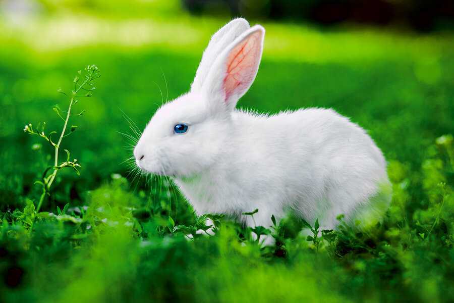 К чему снится белый кролик 🐇 — топ-31 толкование ❗ по сонникам: что значит для женщины или мужчины во сне видеть большого или маленького домашнего крольчонка на руках