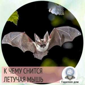 К чему снятся мыши и крысы, видеть мышей и крыс во сне - по всем сонникам