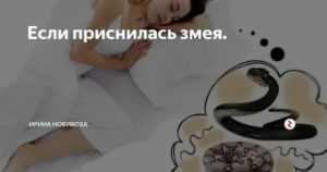 К чему снится змея укусила/кусает — 58 трактовок